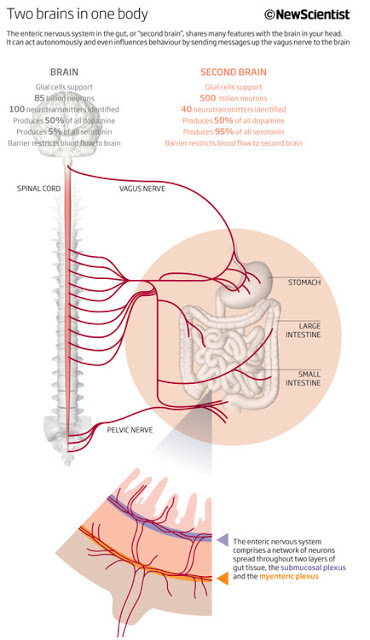 Невидимая ось:  Как наш кишечник разговаривает с нашим мозгом 