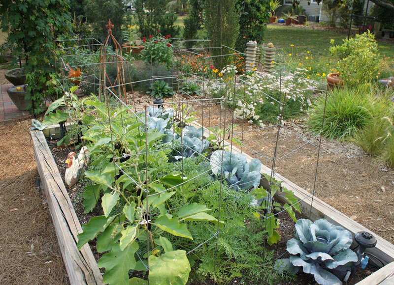 Йод, зеленка, мел — отличная защита для сада и огорода от вредителей и болезней!