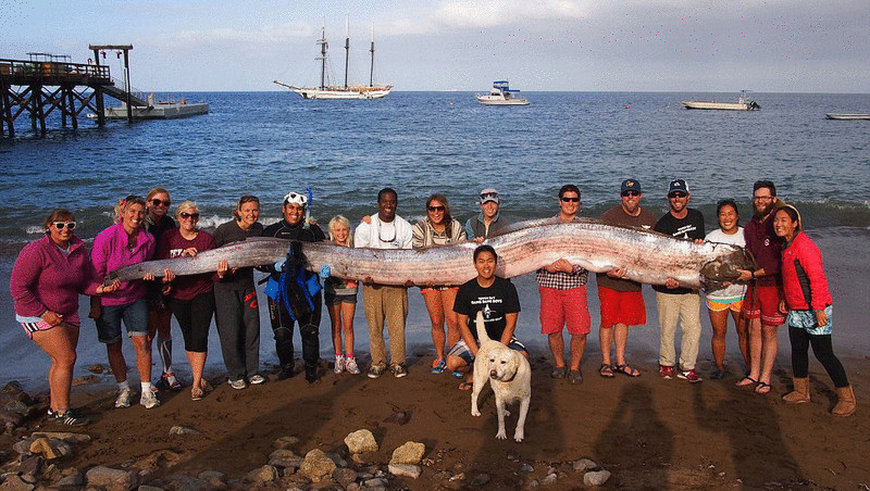 18-футовую гигантскую рыбу выбросило  у берегов Южной Калифорнии  