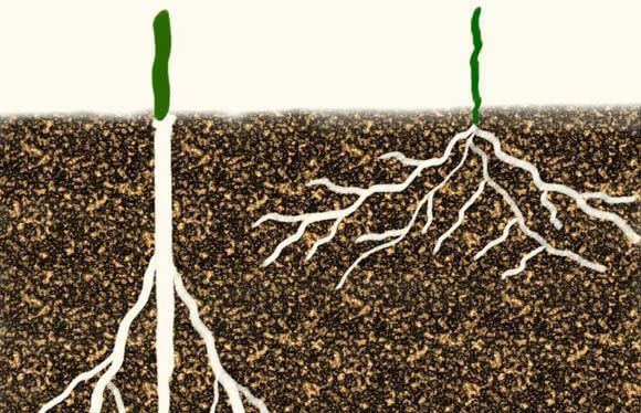 Как получить небывалый урожай капусты