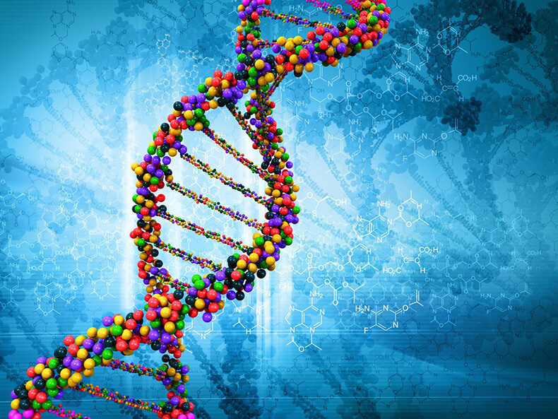 Спираль ДНК — мост от потенциального к проявленному