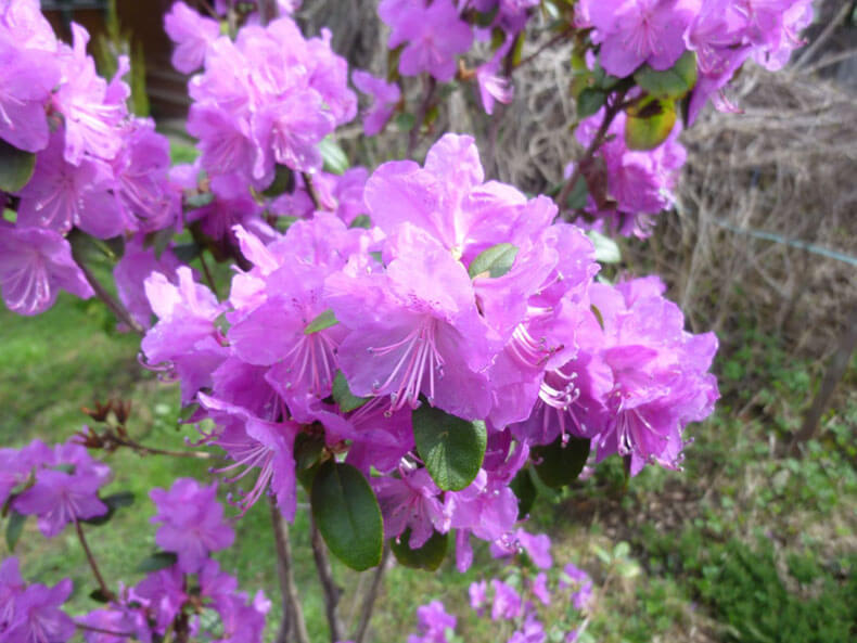  Самые красивые виды цветущих рододендронов для Вашего сада 