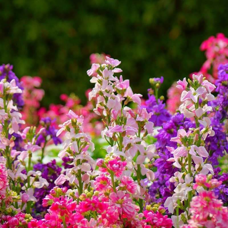 Самые лучшие сорта душистых цветов для Вашего сада