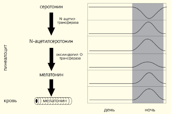 Отчего мы стареем: главный дирижер эндокринного оркестра