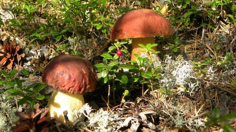Как вырастить белые грибы в усадьбе
