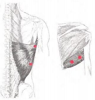 Широчайшая мышца спины и большая круглая мышца: точки напряжения и снятие боли
