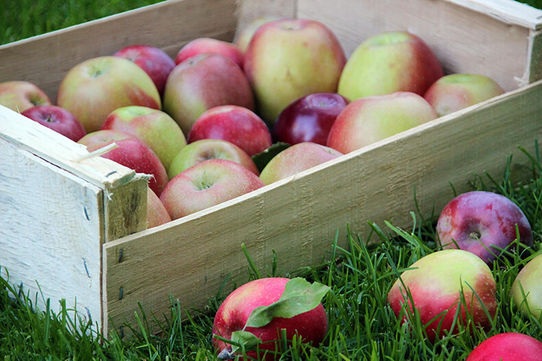 как сохранить урожай яблок