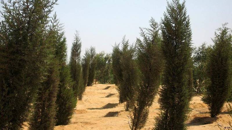 Египетские ученые нашли способ выращивать зеленые леса в пустыне