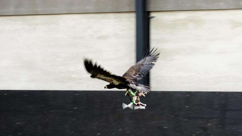 В Нидерландах орлы охотятся на дронов