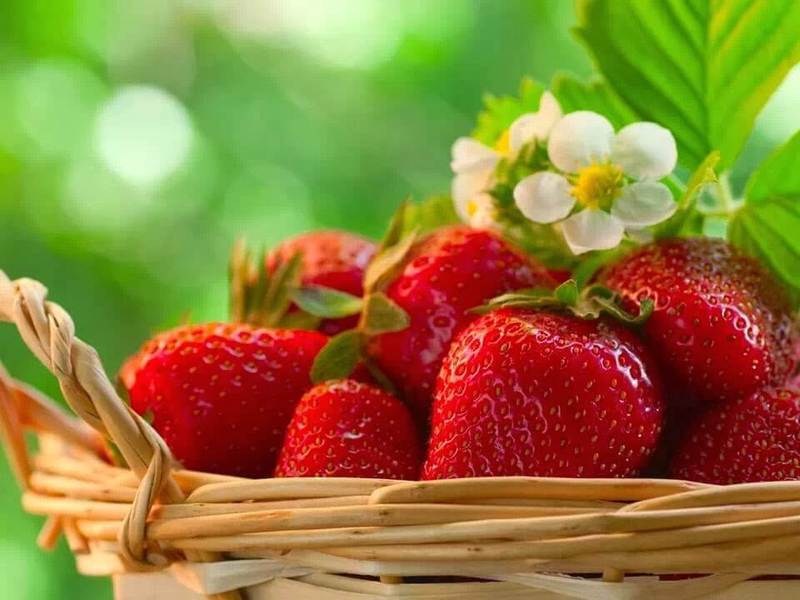 Узнайте, чем подкормить клубнику после сбора урожая Узнайте, чем подкормить клубнику после сбора урожая