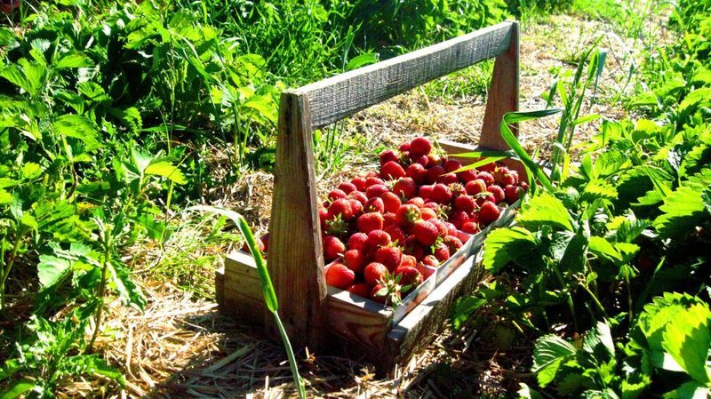 Узнайте, чем подкормить клубнику после сбора урожая Узнайте, чем подкормить клубнику после сбора урожая
