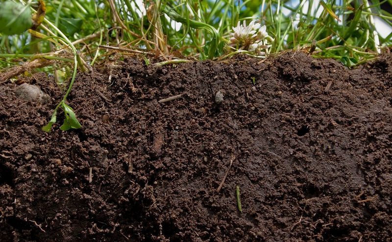 Почва может стать источником углекислого газа