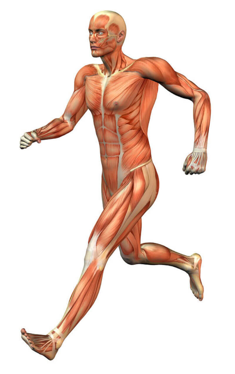 Мышцы картинка. Анатомия мышечной системы. Мышечная система человека рисунок. Мускулы человека. Мышцы человека в движении.