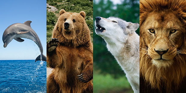 Узнайте, какой у вас хронотип: дельфин, лев, волк или медведь