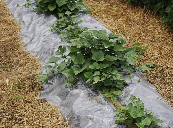 Как правильно выращивать батат в средней полосе