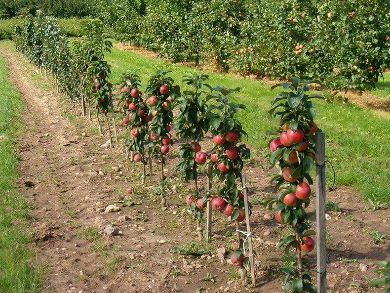 Идея бизнеса: колоновидные яблони высокой урожайности 