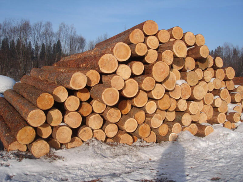 Из какой древесины лучше строить дом — из летней или зимней