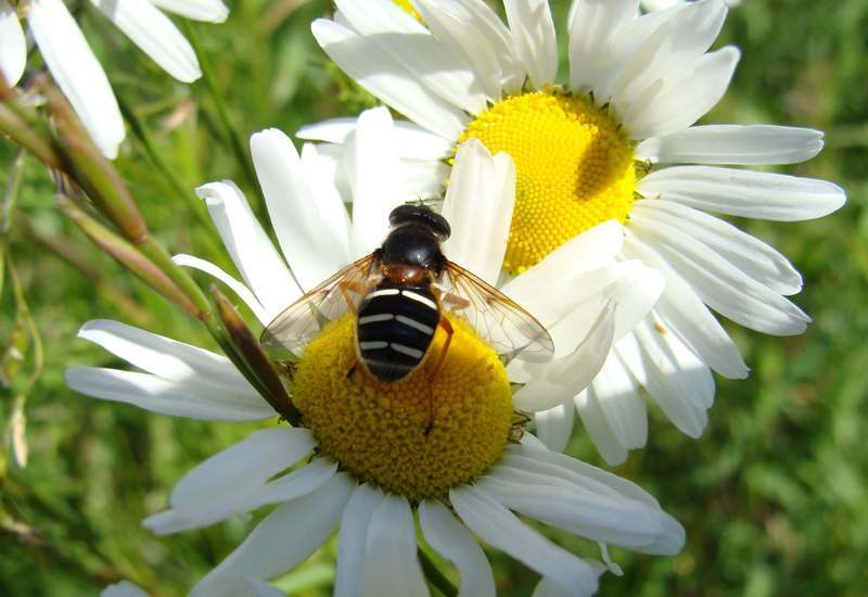 Крошечные беспилотники для опыления растений Крошечные беспилотники для опыления растений
