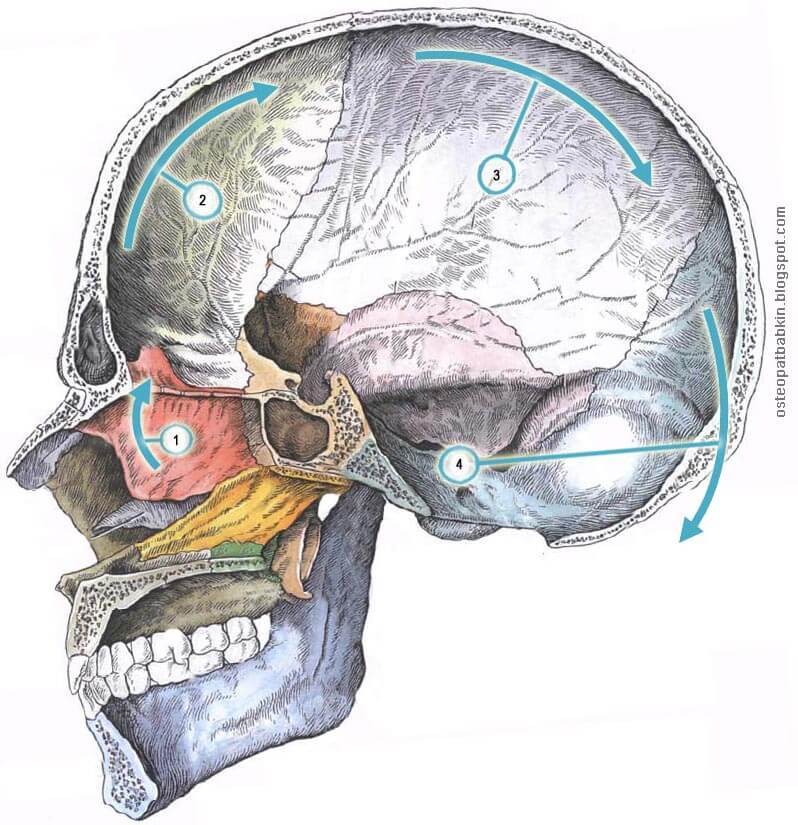 Серп мозга и 2 модели его движений в краниосакральном ритме по 3 осям