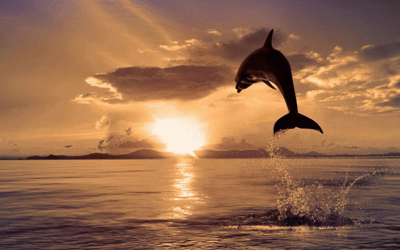  Звуки, издаваемые дельфинами, обладают целебным эффектом