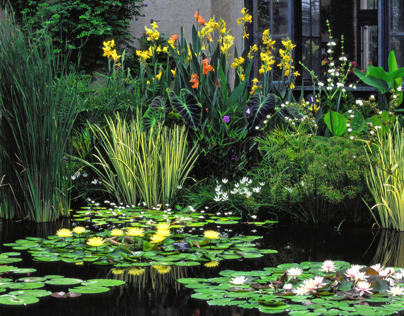 Роскошные канны: украшение вашего сада