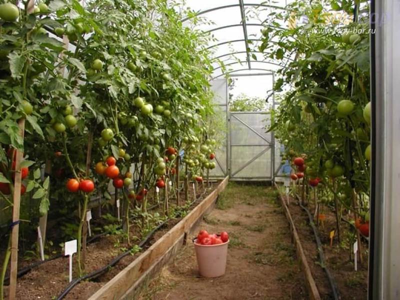 Идея для малого бизнеса: Выращивание овощей