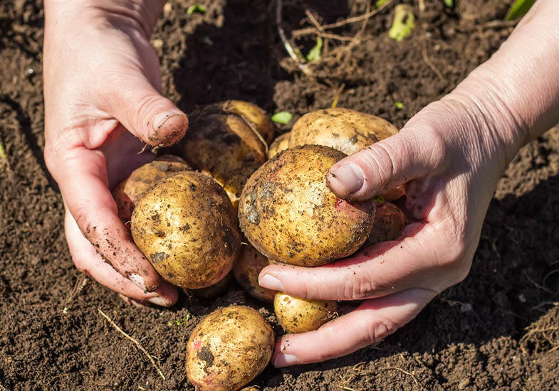 Проращивание картофеля для посадки в домашних условиях