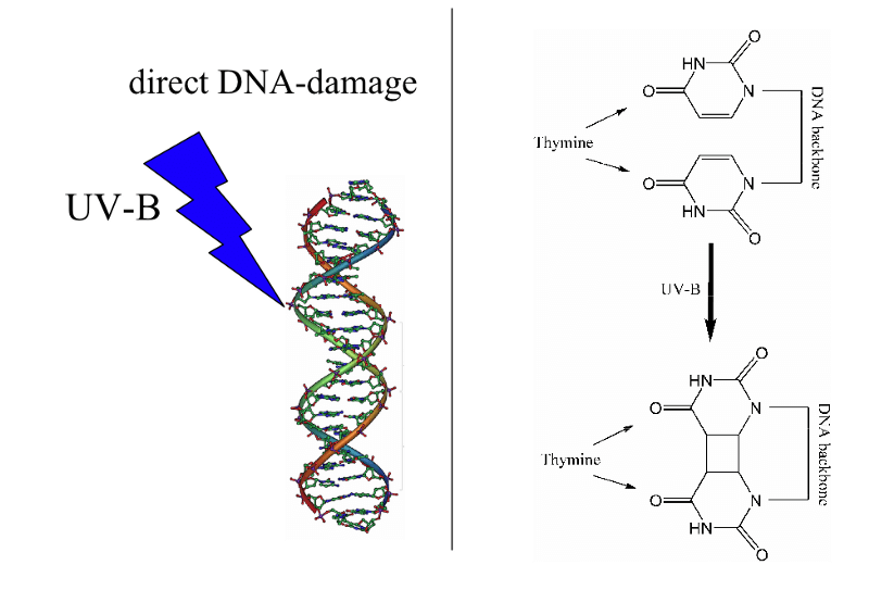 Загар — реакция организма на повреждение ДНК