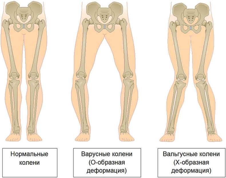 Биомеханика работы коленного сустава
