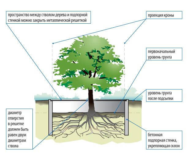 Как спасти деревья на участке во время стройки