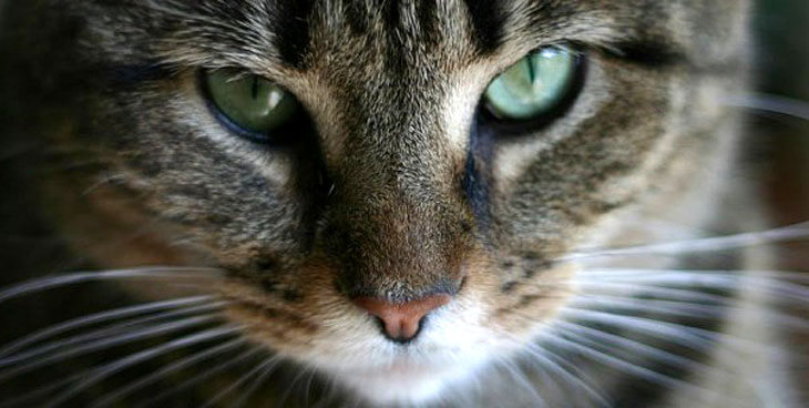 Какова связь психических нарушений с Toxoplasma gondii, или что живёт с любителями домашних кошек