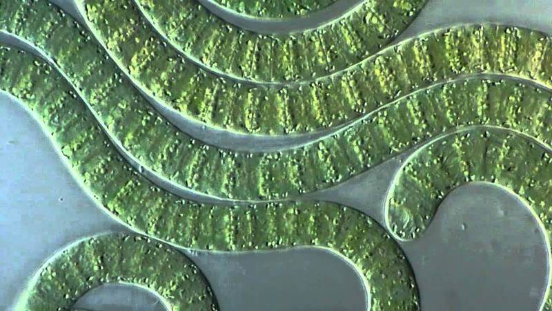 Ученые создали с помощью живых бактерий солнечные биопанели