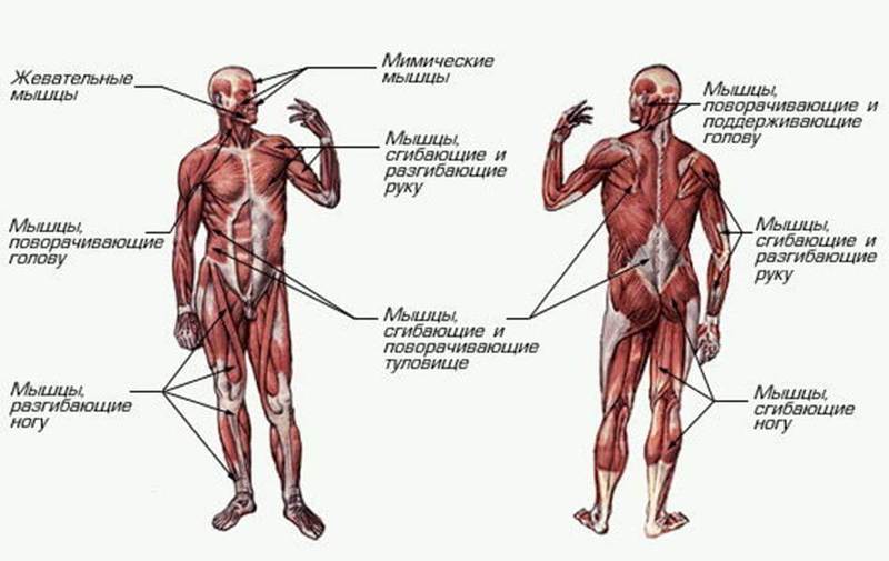 Диагонально-фасциальная гимнастика: упражнения для рук, ног, шеи и лица