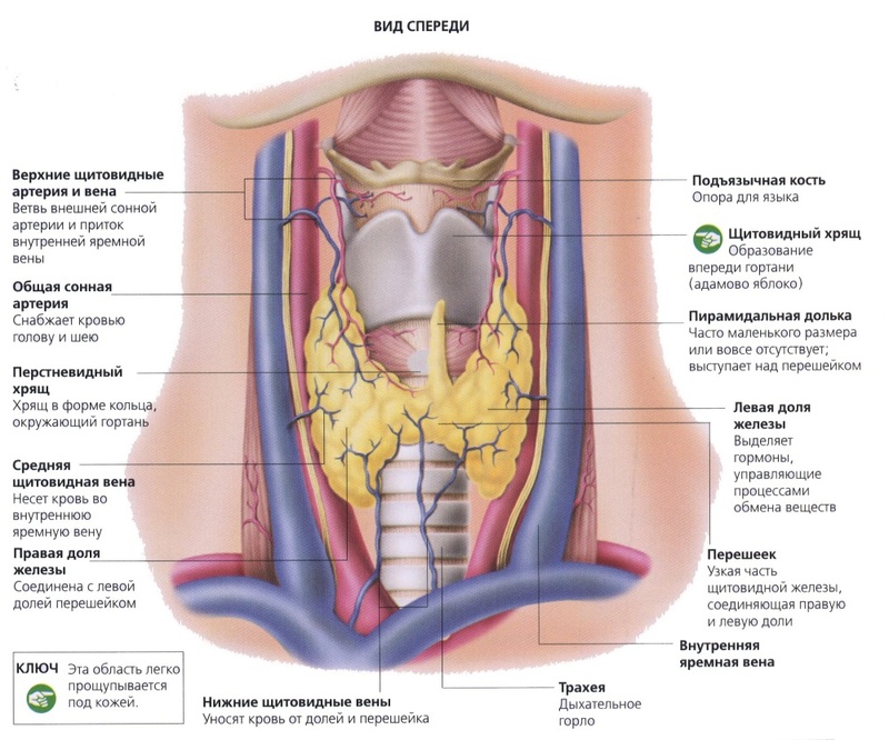 Щитовидная железа: 10 мифов 