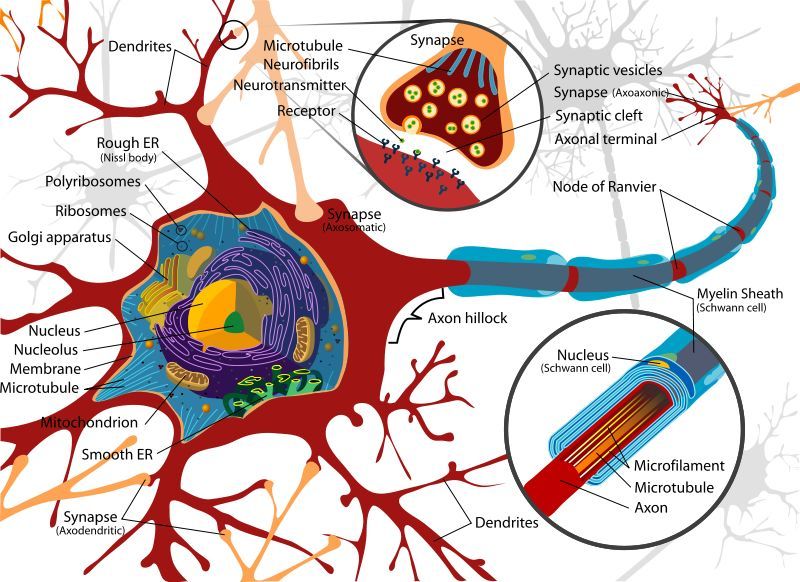 Нейробиология: Что происходит с мозгом, когда мы учимся