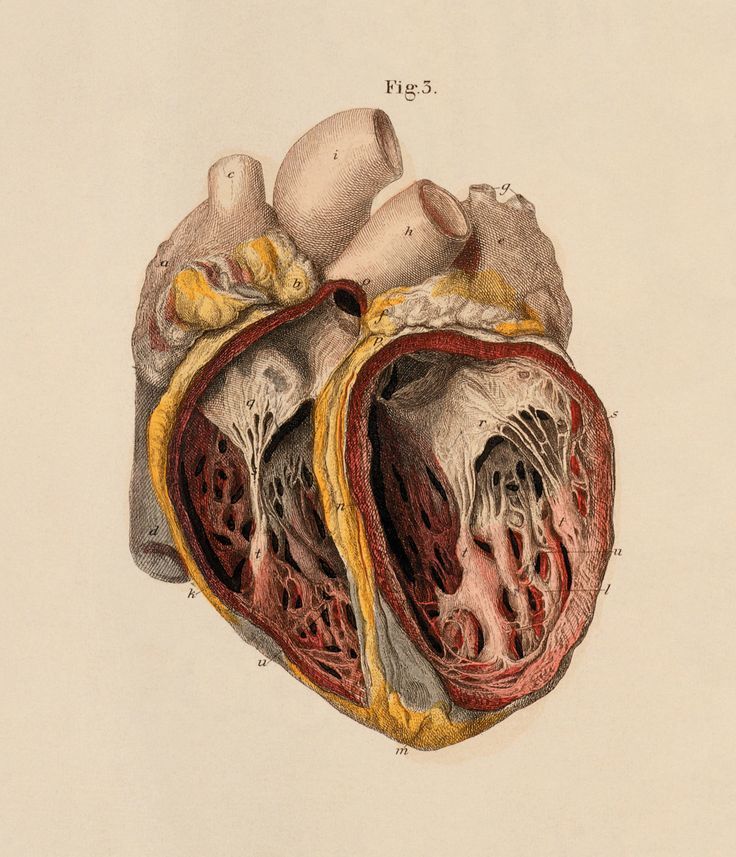 Быстрое сердце: Сердечные аритмии — ЧТО делать