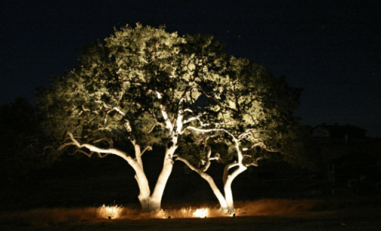 Подсветка и освещение деревьев