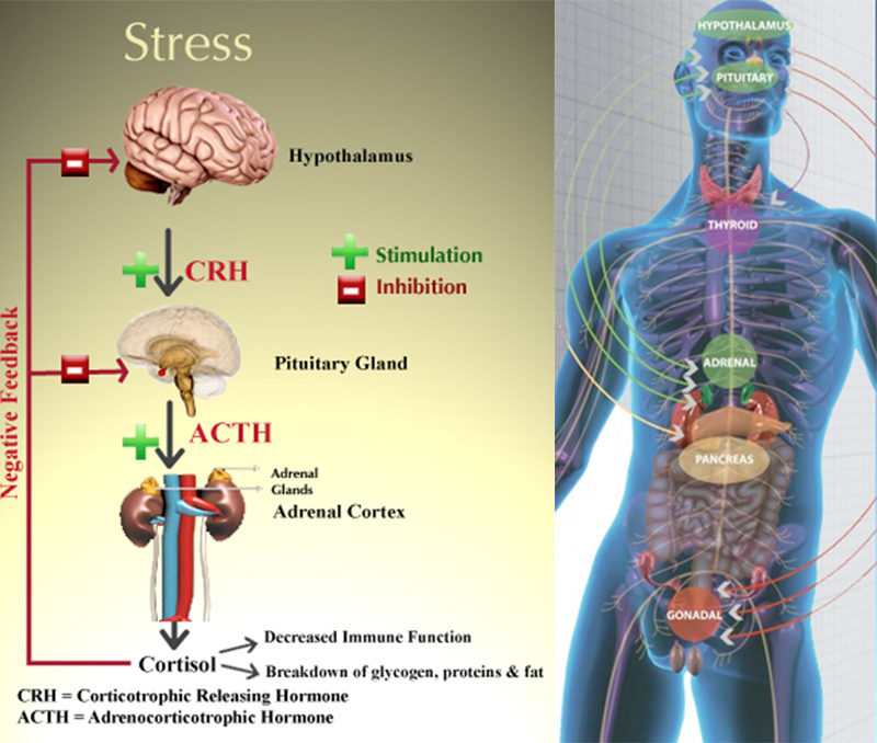 Гормоны стресса в крови. Гормоны стресса. Стресс кортизол. Влияния кортизола на организм человека. Анатомия стресса.