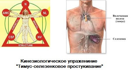 Кинезиологическое упражнение «Тимус-селезенковое простукивание» 