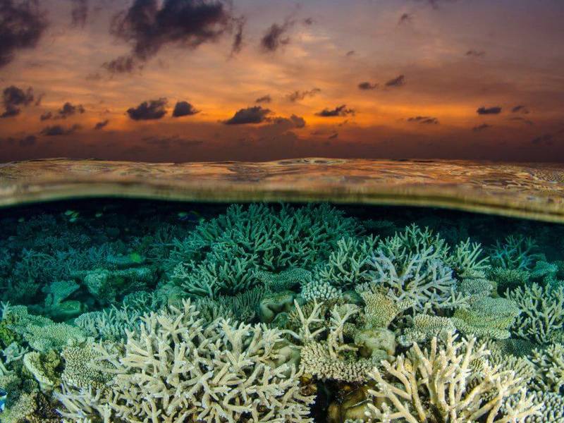 Биологи выращивают кораллы в лаборатории, а потом пересаживают в океан