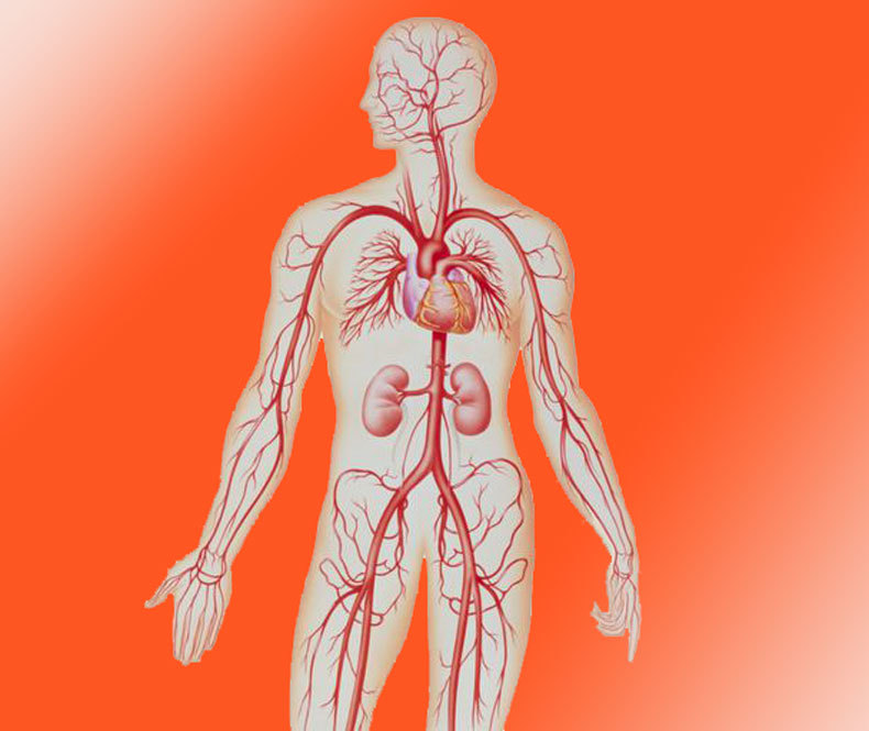 Гипертоникам и гипотоникам: Как выровнять артериальное давление