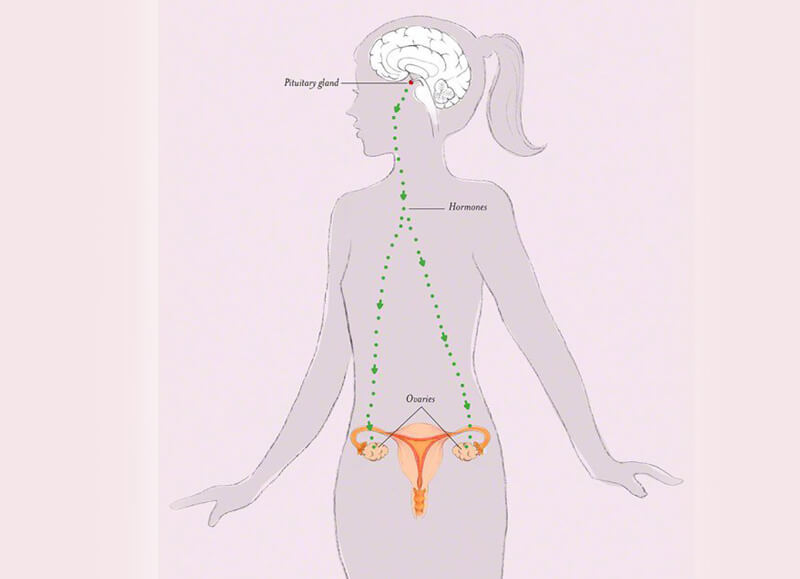 Гормональная рулетка: Как определить гормональный сбой