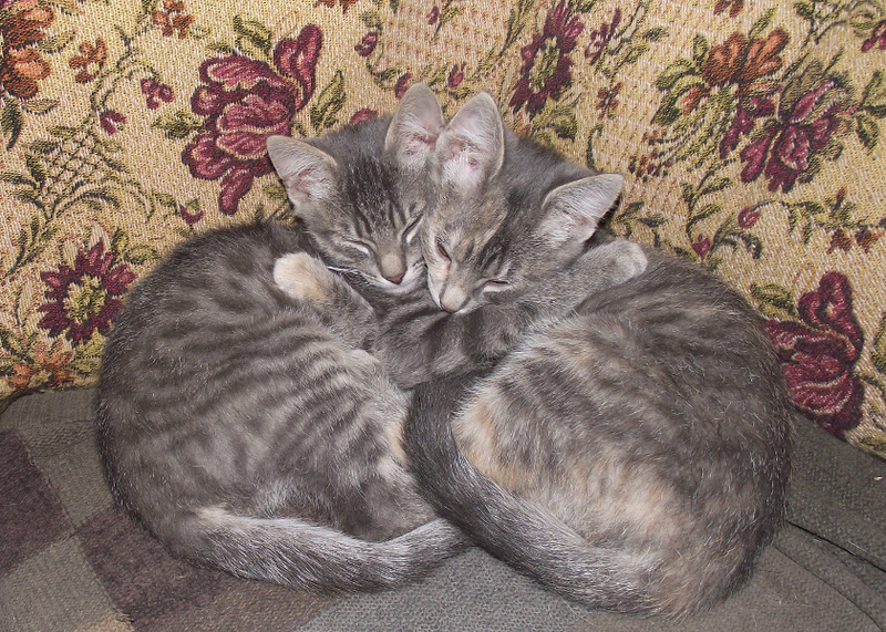 Про ЖИРЫ с точки зрения химика