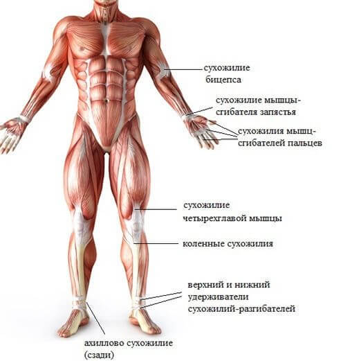 9 статических упражнений для ног, ягодиц и бедер: Похудение и укрепление связок и мышц