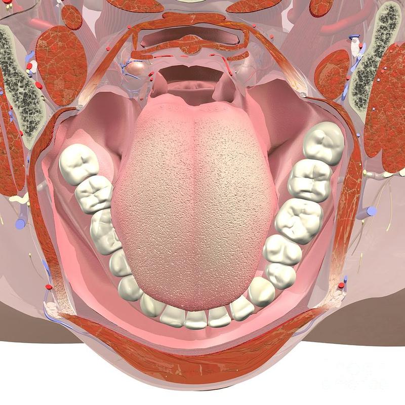 6 проблем в полости рта, за которыми скрываются другие заболевания