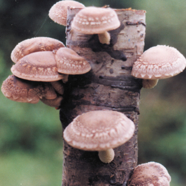 Кордицепс, шиитаке, рейши: целебная магия грибов