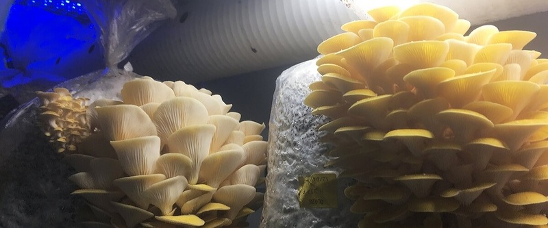 Светодиодные грибные фермы — новый тренд в мегаполисах