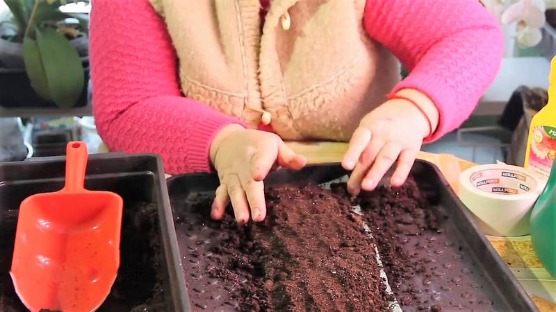 Посев в улитки: разбираем в деталях самый компактный способ выращивания рассады