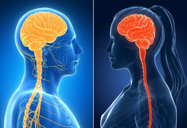 Женский мозг и мужской мозг: Мы принадлежим к двум разным "видам" 