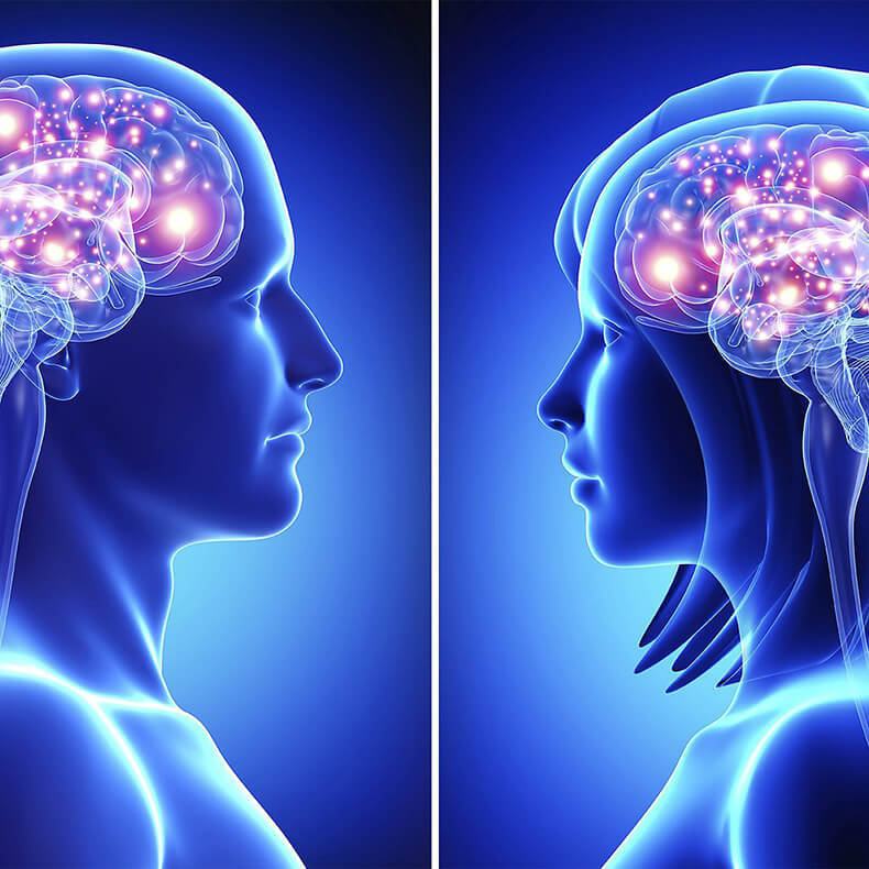 Женский мозг и мужской мозг: Мы принадлежим к двум разным "видам" 